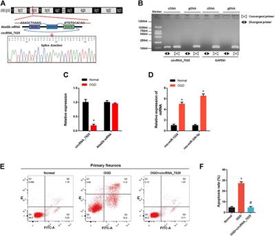 Bioinformatic analysis of circular RNA expression profiles in a rat lumbosacral spinal root avulsion model